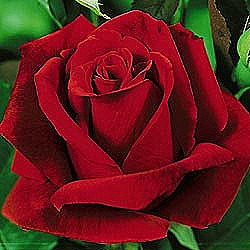 CURE FOR WILTING CUT ROSES AND FLOWERS | RoseFarm.com International